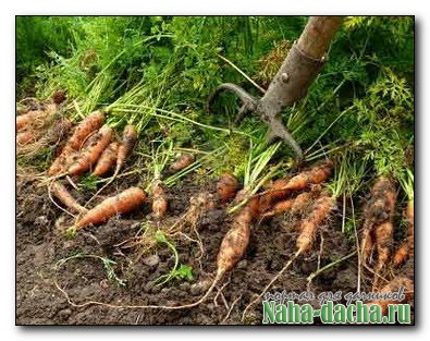 Морковь, агротехника выращивания два раза в год