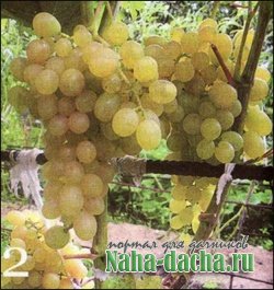 Топ 5 северных сортов винограда