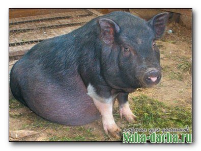 разведение свиней вьетнамской породы