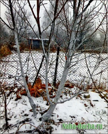 Утепление персика на зиму
