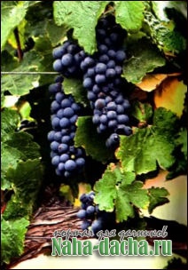 формирования куста винограда