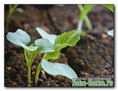 8 правил капустной рассады