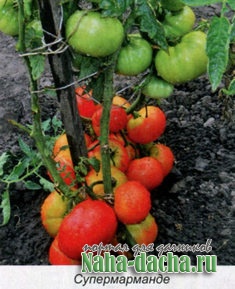 Лучшие сорта томатов, характеристики