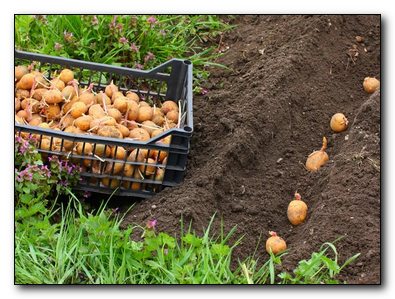 способы посадки картофеля