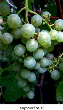 Стойкие сорта винограда
