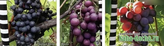 Новая система сибирского виноградарства