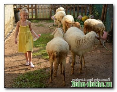 Выращивание овец в домашних условиях