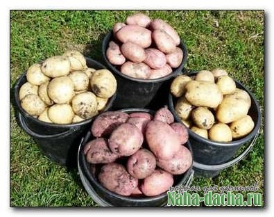 Три шага чтобы получить высокой урожай картошки