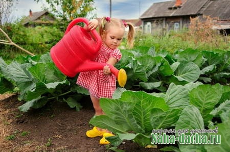  Как правильно выращивать рассаду капусты