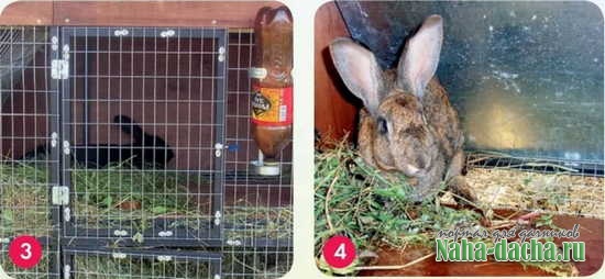 Как оборудовать места содержания кроликов