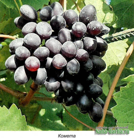 Сорта не укрываемых сортов винограда